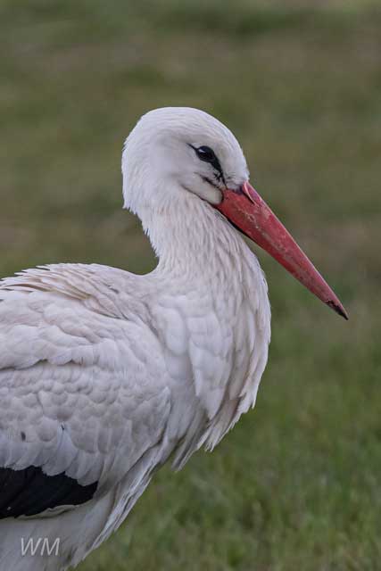 BijJoop Natuurgebied De Weerribben